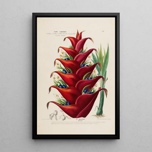 Flore d'Amérique drawn from nature on site Pl179 - Étienne Denisse — framed artwork on a wall