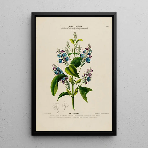 Flore d'Amérique drawn from nature on site Pl180 - Étienne Denisse — framed artwork on a wall