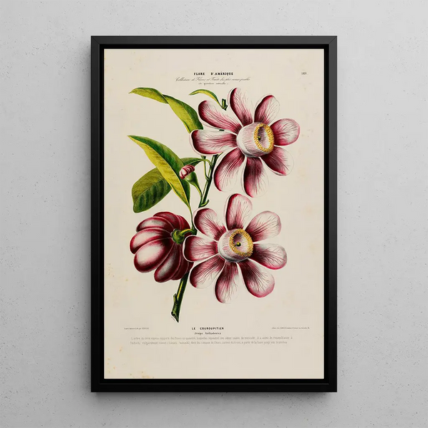 Flore d'Amérique drawn from nature on site Pl181 - Étienne Denisse — framed artwork on a wall