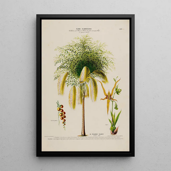 Flore d'Amérique drawn from nature on site Pl182 - Étienne Denisse — framed artwork on a wall