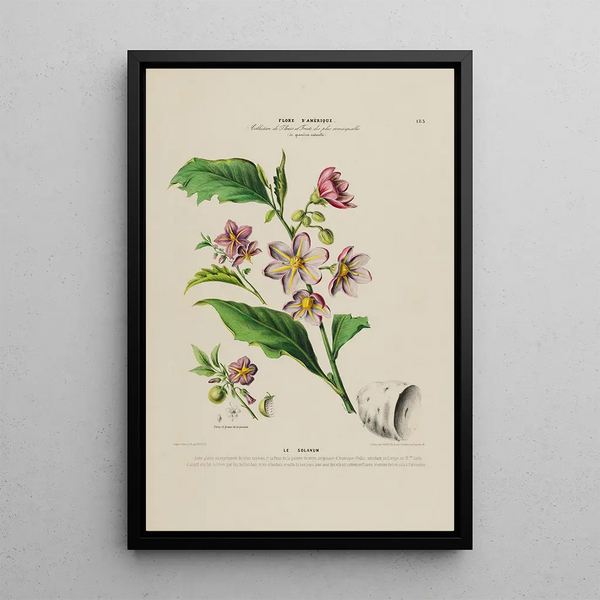 Flore d'Amérique drawn from nature on site Pl183 - Étienne Denisse — framed artwork on a wall