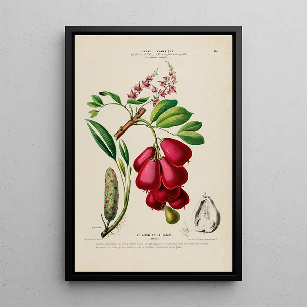 Flore d'Amérique drawn from nature on site Pl184 - Étienne Denisse — framed artwork on a wall