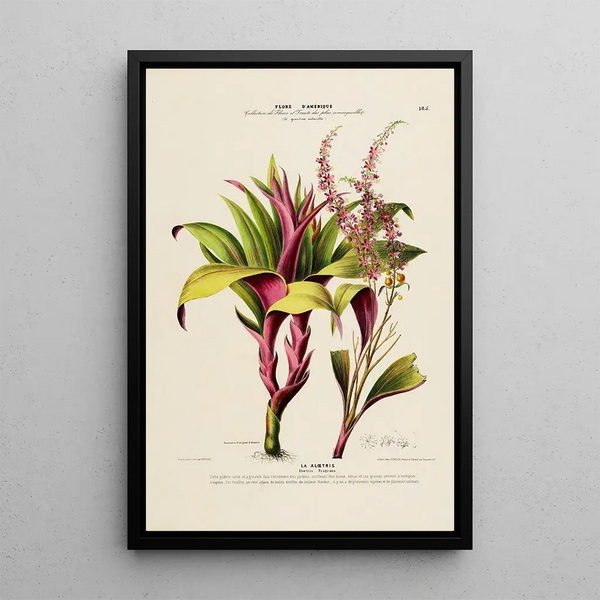 Flore d'Amérique drawn from nature on site Pl185 - Étienne Denisse — framed artwork on a wall