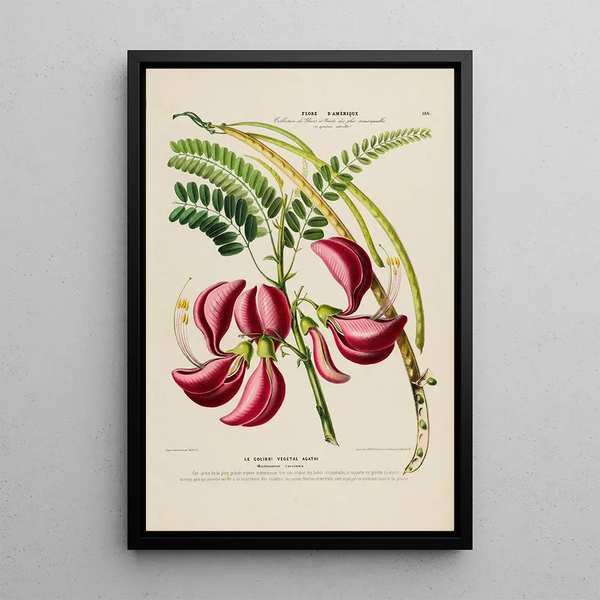 Flore d'Amérique drawn from nature on site Pl186 - Étienne Denisse — framed artwork on a wall