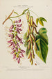Flore d'Amérique drawn from nature on site Pl187 - Étienne Denisse — artwork view