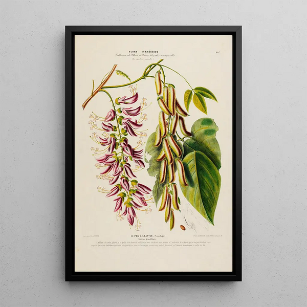 Flore d'Amérique drawn from nature on site Pl187 - Étienne Denisse — framed artwork on a wall