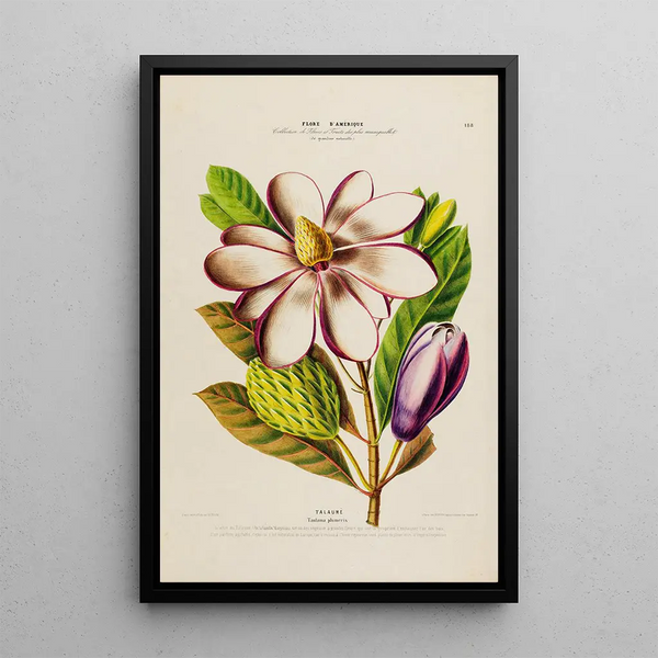 Flore d'Amérique drawn from nature on site Pl188 - Étienne Denisse — framed artwork on a wall