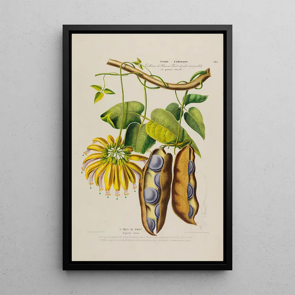 Flore d'Amérique drawn from nature on site Pl190 - Étienne Denisse — framed artwork on a wall