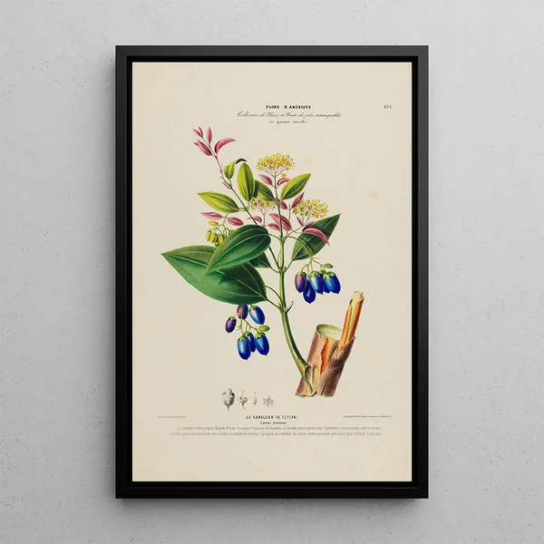 Flore d'Amérique drawn from nature on site Pl191 - Étienne Denisse — framed artwork on a wall