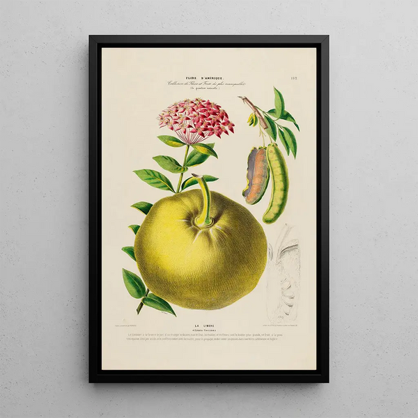 Flore d'Amérique drawn from nature on site Pl192 - Étienne Denisse — framed artwork on a wall