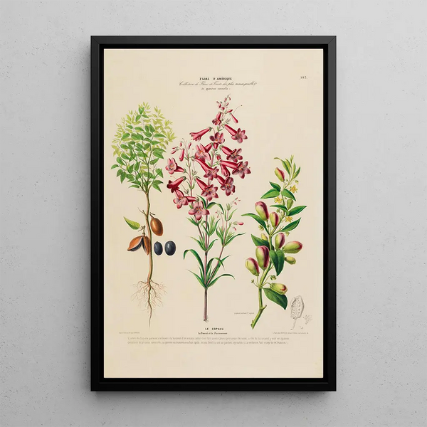 Flore d'Amérique drawn from nature on site Pl193 - Étienne Denisse — framed artwork on a wall