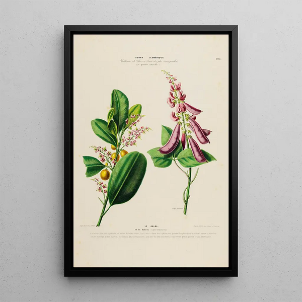 Flore d'Amérique drawn from nature on site Pl194 - Étienne Denisse — framed artwork on a wall