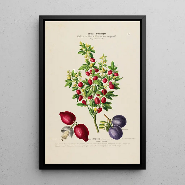 Flore d'Amérique drawn from nature on site Pl195 - Étienne Denisse — framed artwork on a wall