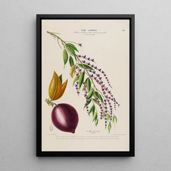 Flore d'Amérique drawn from nature on site Pl196 - Étienne Denisse — framed artwork on a wall