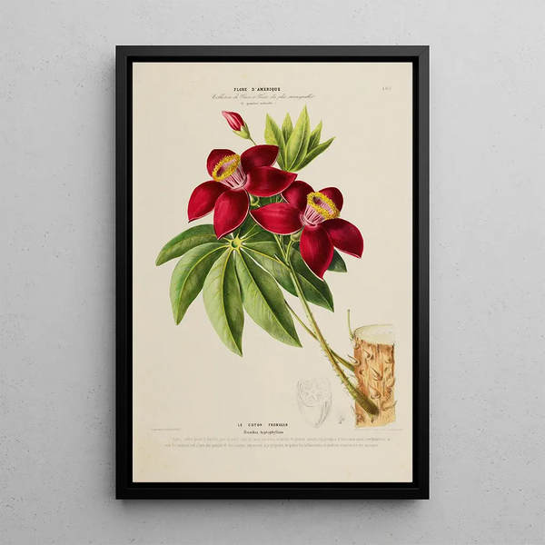 Flore d'Amérique drawn from nature on site Pl197 - Étienne Denisse — framed artwork on a wall