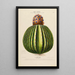 Flore d'Amérique drawn from nature on site Pl198 - Étienne Denisse — framed artwork on a wall
