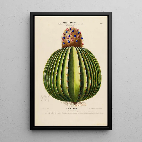 Flore d'Amérique drawn from nature on site Pl198 - Étienne Denisse — framed artwork on a wall