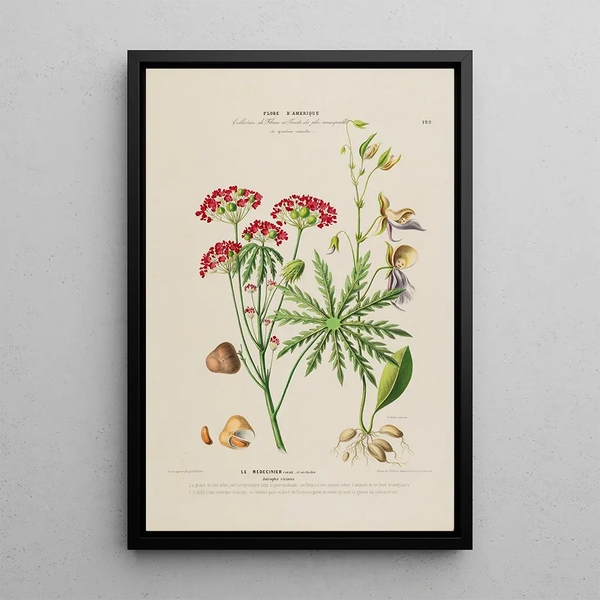 Flore d'Amérique drawn from nature on site Pl199 - Étienne Denisse — framed artwork on a wall