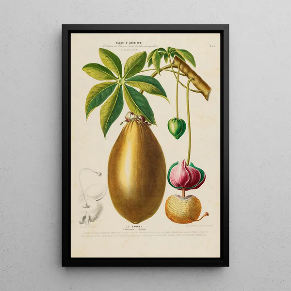 Flore d'Amérique dessinée d'après nature sur les lieux Pl200 - Étienne Denisse — framed artwork on a wall