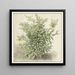 Study of a Laurel - Anonymous — framed artwork on a wall