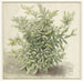 Study of a Laurel - Anonymous — artwork view