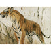 Reproduction of the painting Study of a tiger - Wilhelm Kuhnert