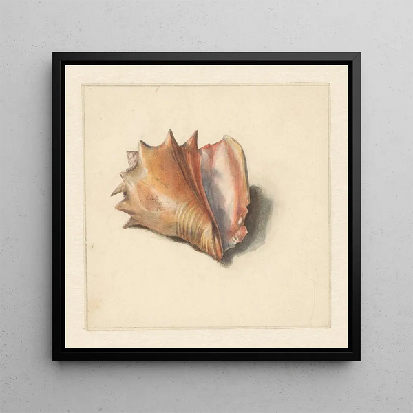 Study of a Shell - Albertus Steenbergen — framed artwork on a wall