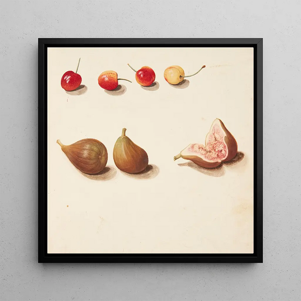 Study of cherries and figs - Johanna Fosie — framed artwork on a wall