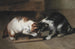 Two cats with a prey - Eugène Remy Maes — artwork view