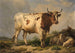 Bull - Eugène Joseph Verboeckhoven — artwork view