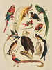 Birds - F. E. Wright — artwork view