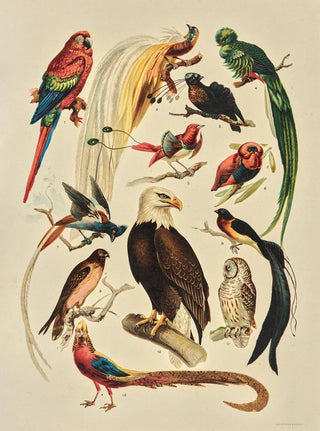 Birds - F. E. Wright — artwork view