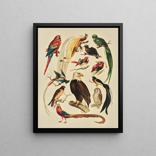 Birds - F. E. Wright — framed artwork on a wall