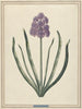 Hyacinth Charming Violet - F. Wijand — artwork view