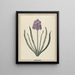 Hyacinth Charming Violet - F. Wijand — framed artwork on a wall