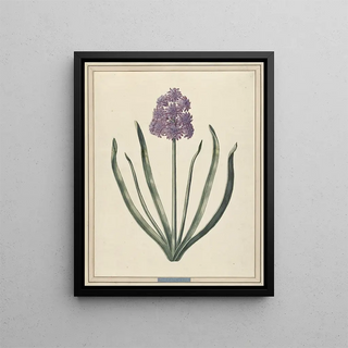 Hyacinth Charming Violet - F. Wijand — framed artwork on a wall