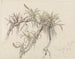 Parasite plants on tree trunks - Ferdinand Keller — artwork view