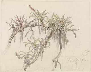 Parasite plants on tree trunks - Ferdinand Keller — artwork view