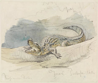 Study of an Alligator - Ferdinand Keller — artwork view