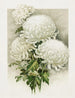 Chrysanthemums - Ferdinand Schuyler Mathews — artwork view