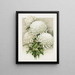 Chrysanthemums - Ferdinand Schuyler Mathews — framed artwork on a wall