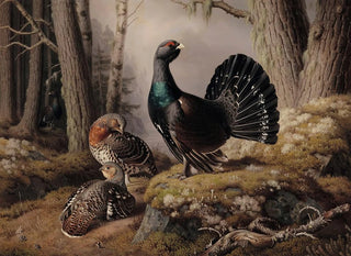 The Crowning of the Grouse - Ferdinand von Wright — artwork view