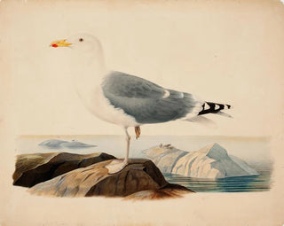 Goéland cendré - Ferdinand von Wright — artwork view