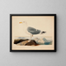 Goéland cendré - Ferdinand von Wright — framed artwork on a wall