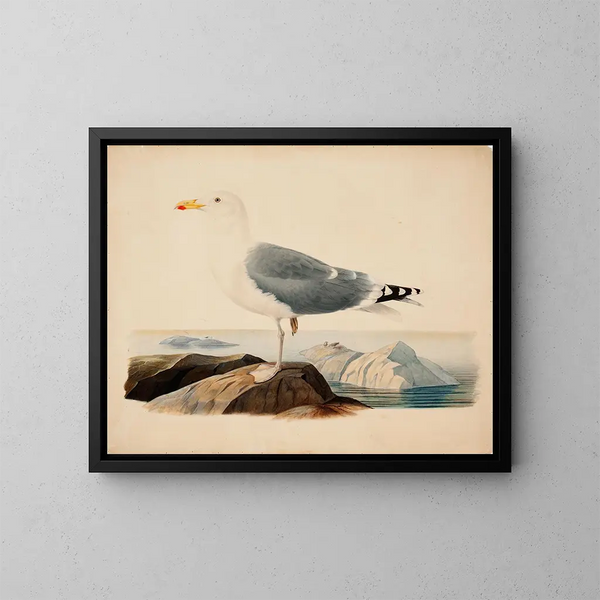 Goéland cendré - Ferdinand von Wright — framed artwork on a wall