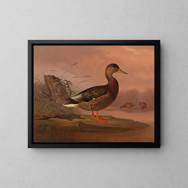 Mallard duck - Ferdinand von Wright — framed artwork on a wall