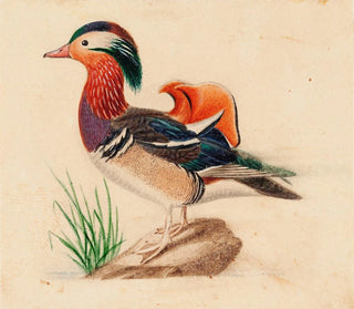 Mandarin Duck - Ferdinand von Wright — artwork view