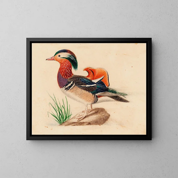 Mandarin Duck - Ferdinand von Wright — framed artwork on a wall