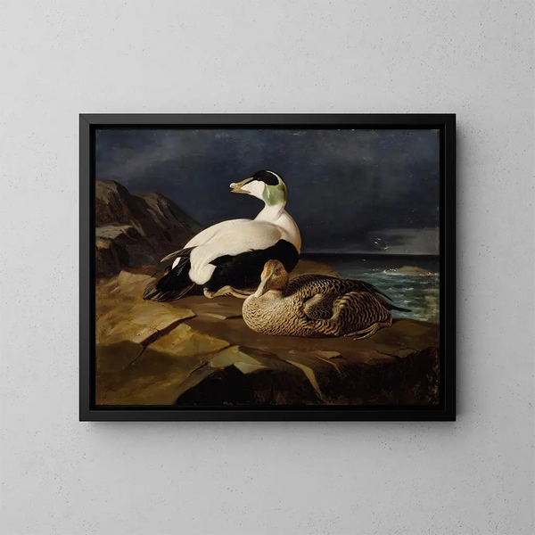 Pair of eiders on a rock - Ferdinand von Wright — framed artwork on a wall