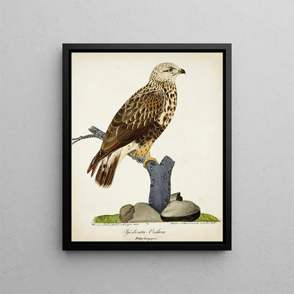 Buse pattue - Ferdinand von Wright — framed artwork on a wall